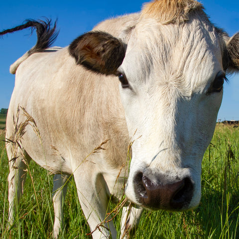 Nourishing. Sustainable. Delicious.