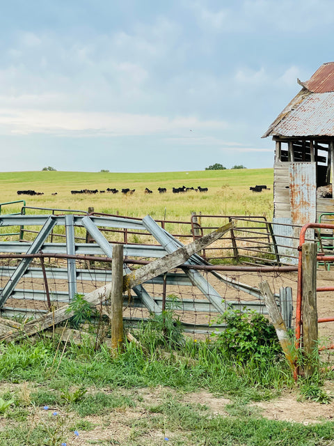 American Wagyu Ribeye