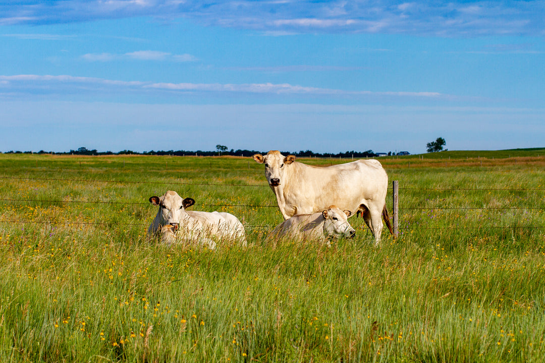 Trip to York Farms: On-Site with Grass Fed Grass Finished Cattle ...
