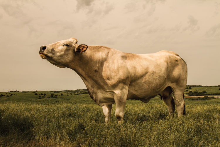 Healthy at the Cost of tastiness? 100% Piedmontese Grass Fed Grass Finished Beef Gives the Best of Both Worlds.